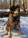 Верные и преданые товарищи-собаки ищут дом Санкт-Петербург