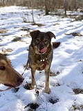 Верные и преданые товарищи-собаки ищут дом Санкт-Петербург