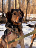 Верные и преданые товарищи-собаки ищут дом Санкт-Петербург