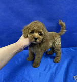 Пуделя щенок той рыжий АЙВЕНГО доставка из г.Москва