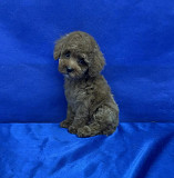 Пуделя щенок той рыжий АЙВЕНГО доставка из г.Москва