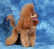 Пуделя щенок той рыжий АЙВЕНГО доставка из г.Москва