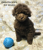 Щенок пудель той коричневый Янг Фешен доставка из г.Москва