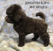 Щенок пудель той коричневый Янг Фешен доставка из г.Москва