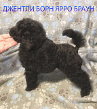 Пуделя щенок миниатюрный коричневый мальчик Ярро Браун доставка из г.Москва