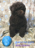 Пуделя щенок миниатюрный коричневый мальчик Ярро Браун доставка из г.Москва