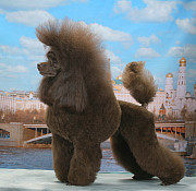 Пуделя щенок миниатюрный коричневый мальчик Ярро Браун доставка из г.Москва