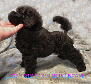 Пуделя щенок миниатюрный коричневый мальчик Ярро Браун доставка из г.Москва