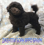 Пуделя щенок миниатюрный коричневый мальчик Ярро Браун доставка из г.Москва