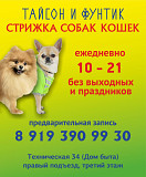Стрижка собак и кошек в салоне Екатеринбург
