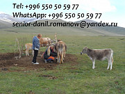 Guide, driver in Kyrgyzstan, tourism, travel, excursions, hiking in mountains Бишкек