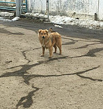 Собачки охранники Новомосковск