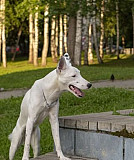 Собака Томск