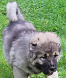 Кавказская овчарка - щенки от крупных собак Железнодорожный
