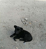 Маленький чёрный щенок ищет дом Ульяновск