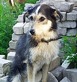 Собака Великий Новгород