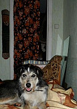 Собака Великий Новгород