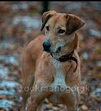 Собака Шери 3 года, стерелизованна,привита Красногорск