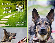 Прекрасная собака в поисках дома Мурманск