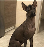 Пристрой ксоло мексиканская голая собака Калининград