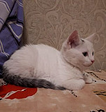 Котеночек Рязань