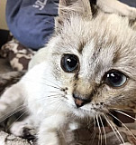 Котёнок ищет свой новый дом Тольятти