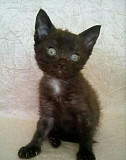 Черный кот 1,5 месяца Кузнецк