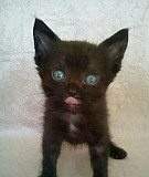 Черный кот 1,5 месяца Кузнецк
