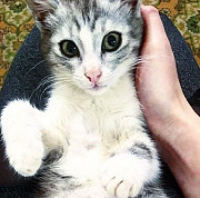 Котёнок в добрые руки Кострома