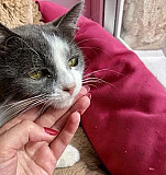 Стерилизованная кошка 1-2 года в добрые руки Смоленск