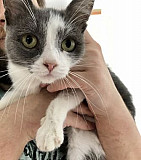 Стерилизованная кошка 1-2 года в добрые руки Смоленск