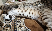 Бенгальский кот на вязку Новороссийск