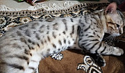 Бенгальский кот на вязку Новороссийск