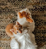 Кошечка и котик Саранск
