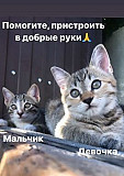 Кошка Крым
