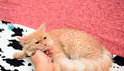 В добрые руки невероятно красивая кошка Смайлик Ставрополь