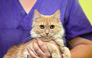 В добрые руки невероятно красивая кошка Смайлик Ставрополь