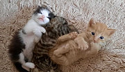 Ласковые котята Прохладный