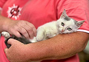 Котёнок Веня в добрые руки Симферополь