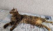 Стерелизованная домашняя кошка Астрахань