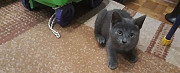 Котёнок,кошечка Ликино-Дулево