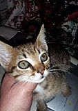 Котенок 2,5 месяца Фрязино