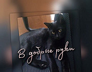 Очень ласковый котик в поисках дома Ставрополь