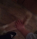 Ласковый котенок в добрые руки Таганрог