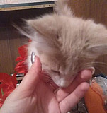Ласковый котенок в добрые руки Таганрог