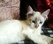 Красивый котик ищет дом Саранск