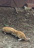 Бездомные котята Нижний Новгород