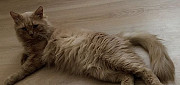 Песочные котята Улан-Удэ