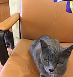 Серебристо-дымчатая кошка Верхняя Пышма