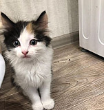 Красивая девочка котенок ищет дом Томск